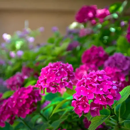 Tatyana Garden Апартамент *