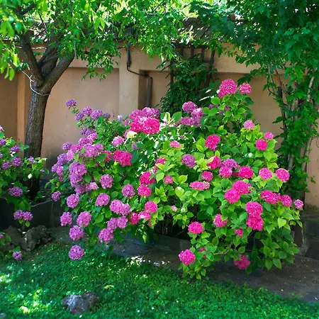 Tatyana Garden